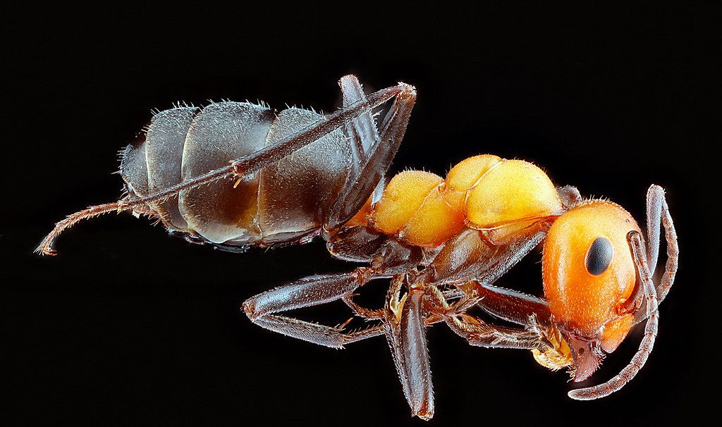 Ant Control service in Los Angeles, CA