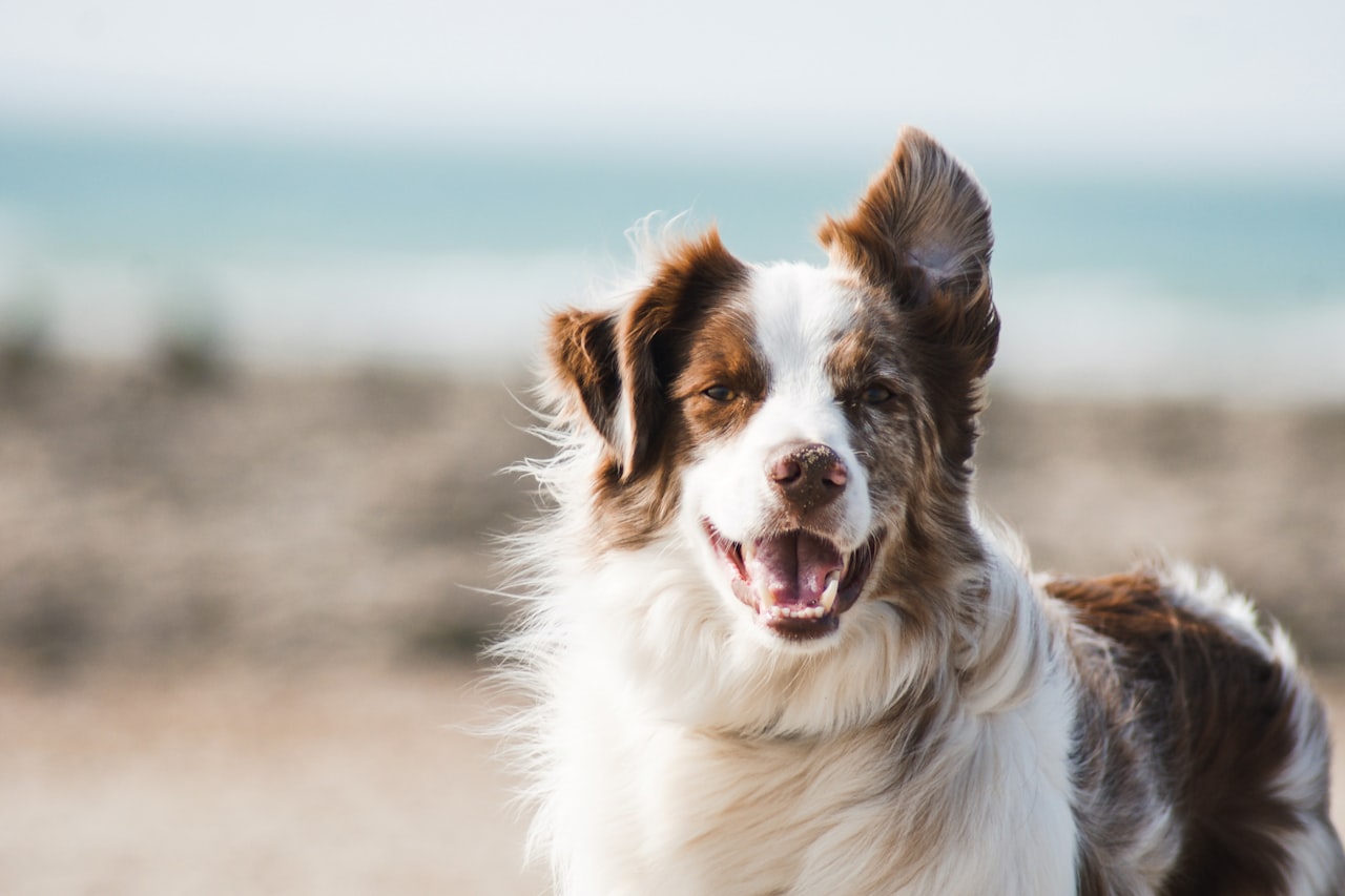 Flea & Tick Control service in Los Angeles, CA