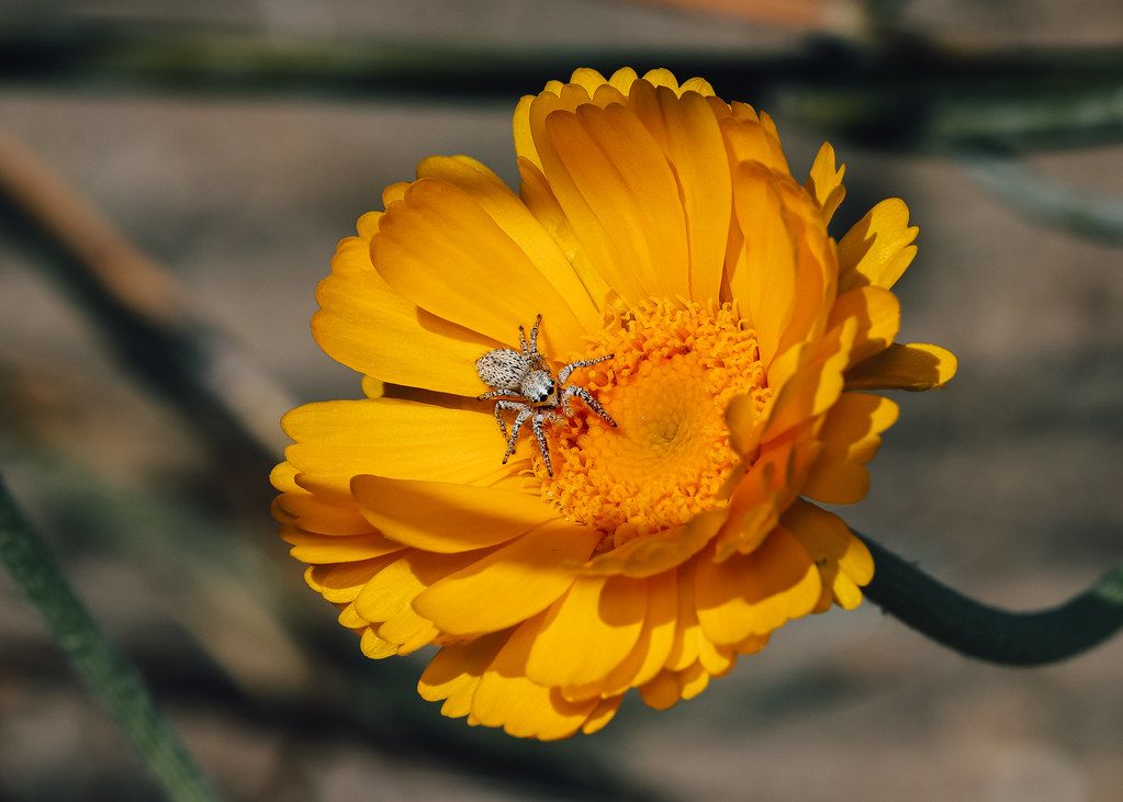 Spider Control service in Los Angeles, CA